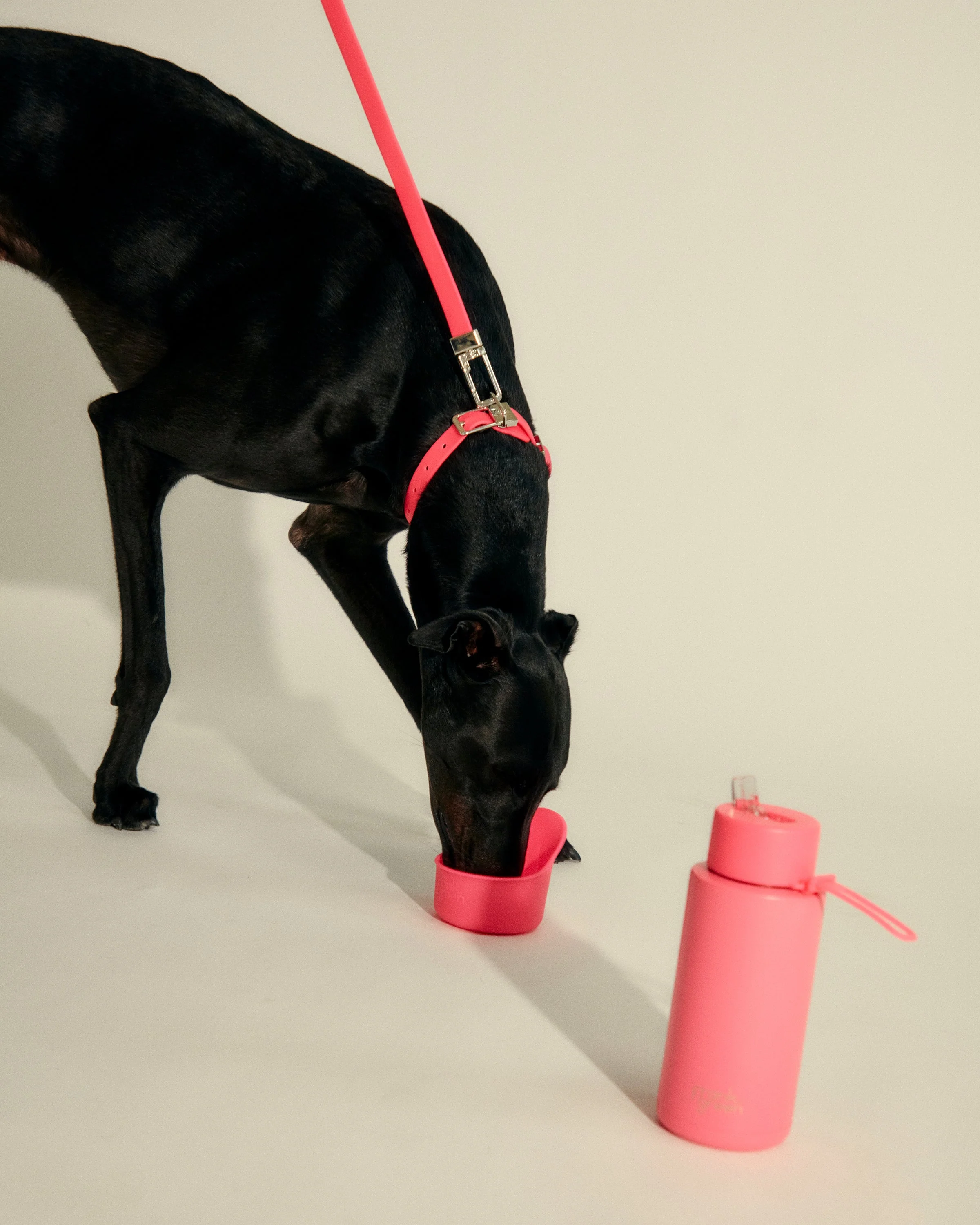 Pawfect Pair Bundle - Image 3
