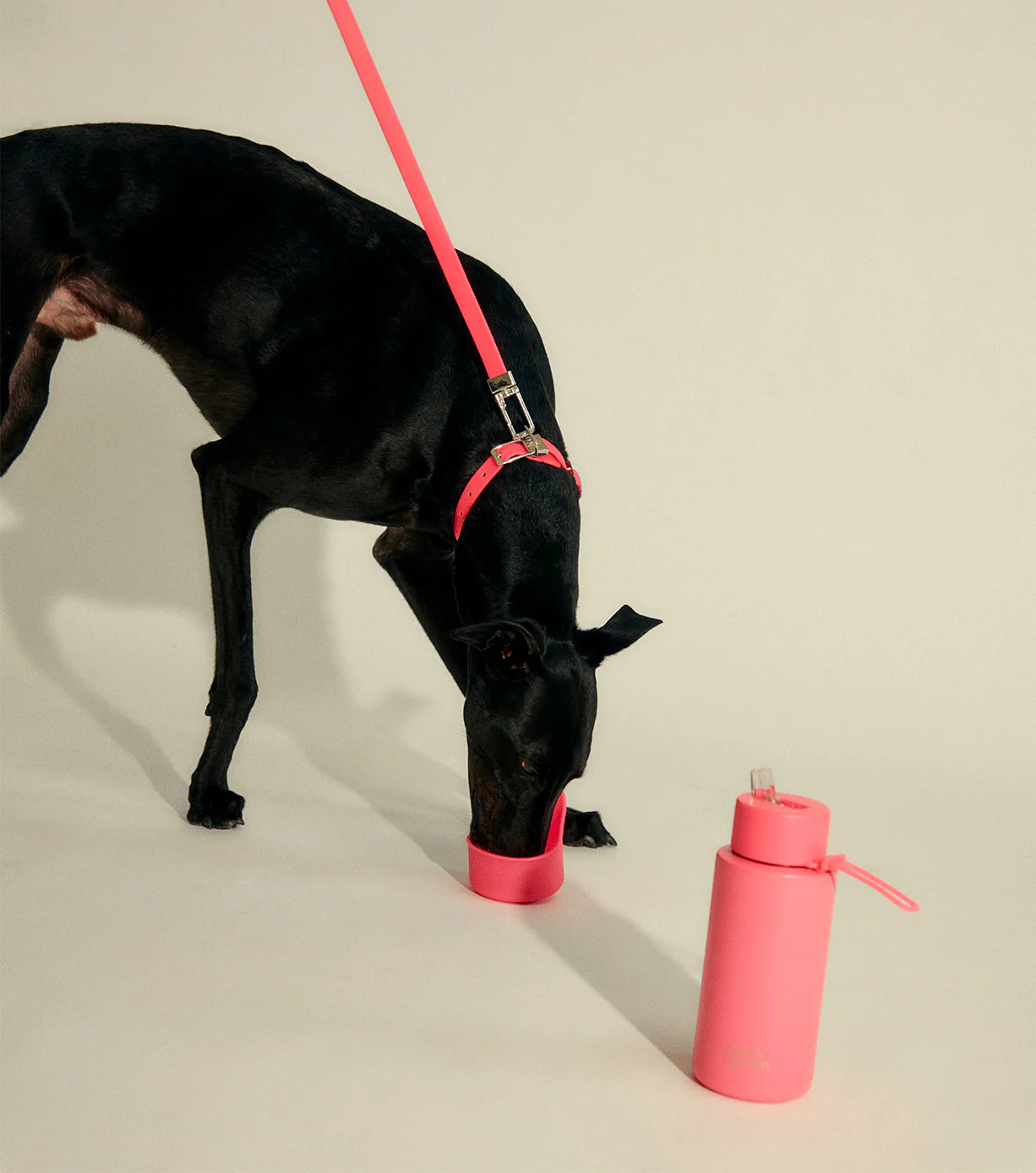 Pawfect Pair Bundle - Image 7