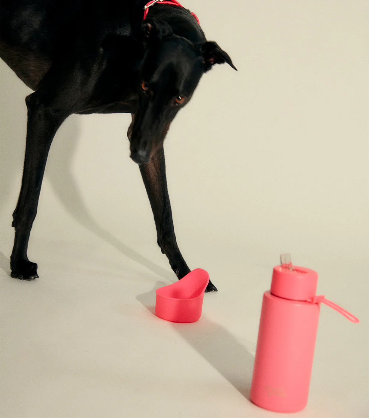 Pawfect Pair Bundle - Image 8