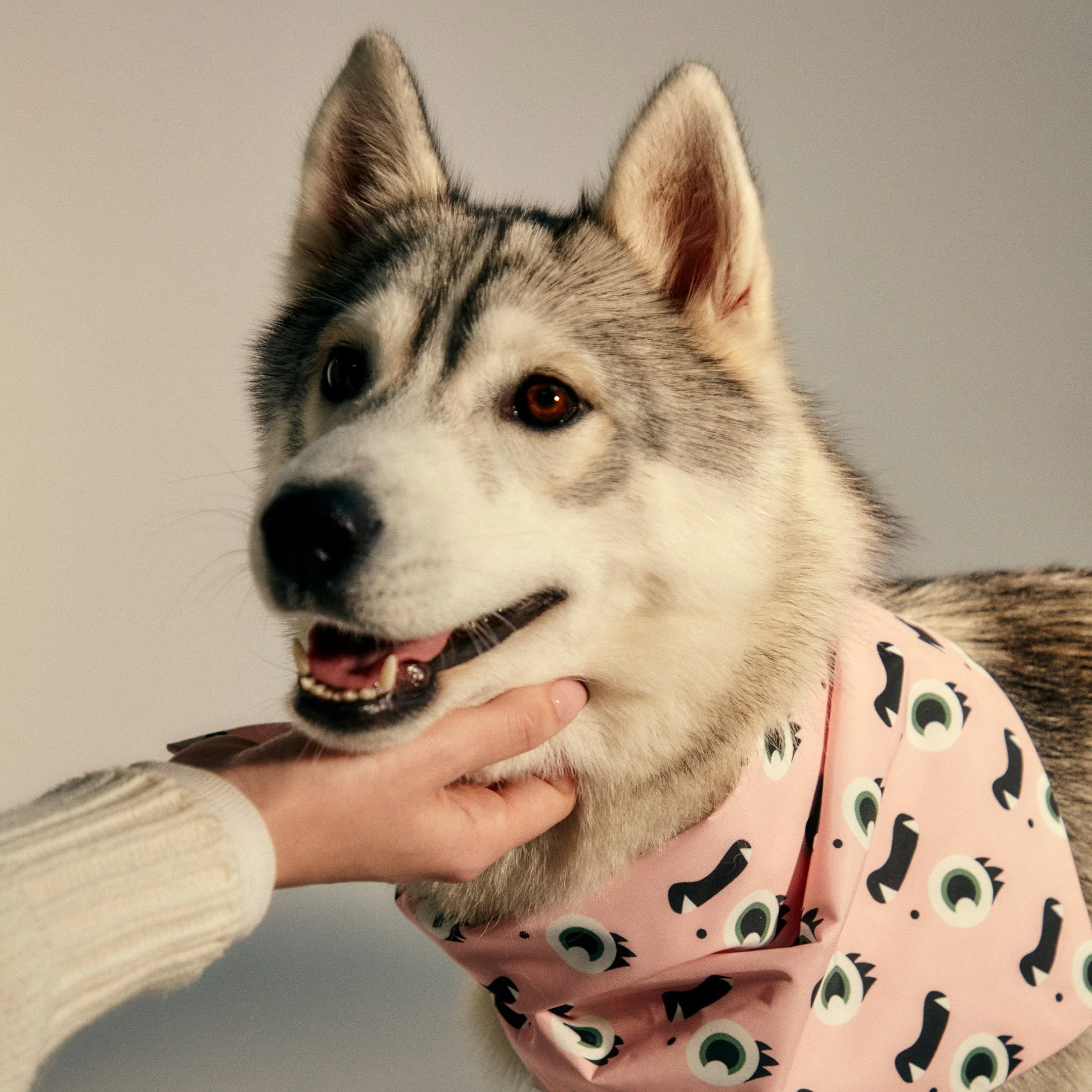 Pet Bandana - Image 11