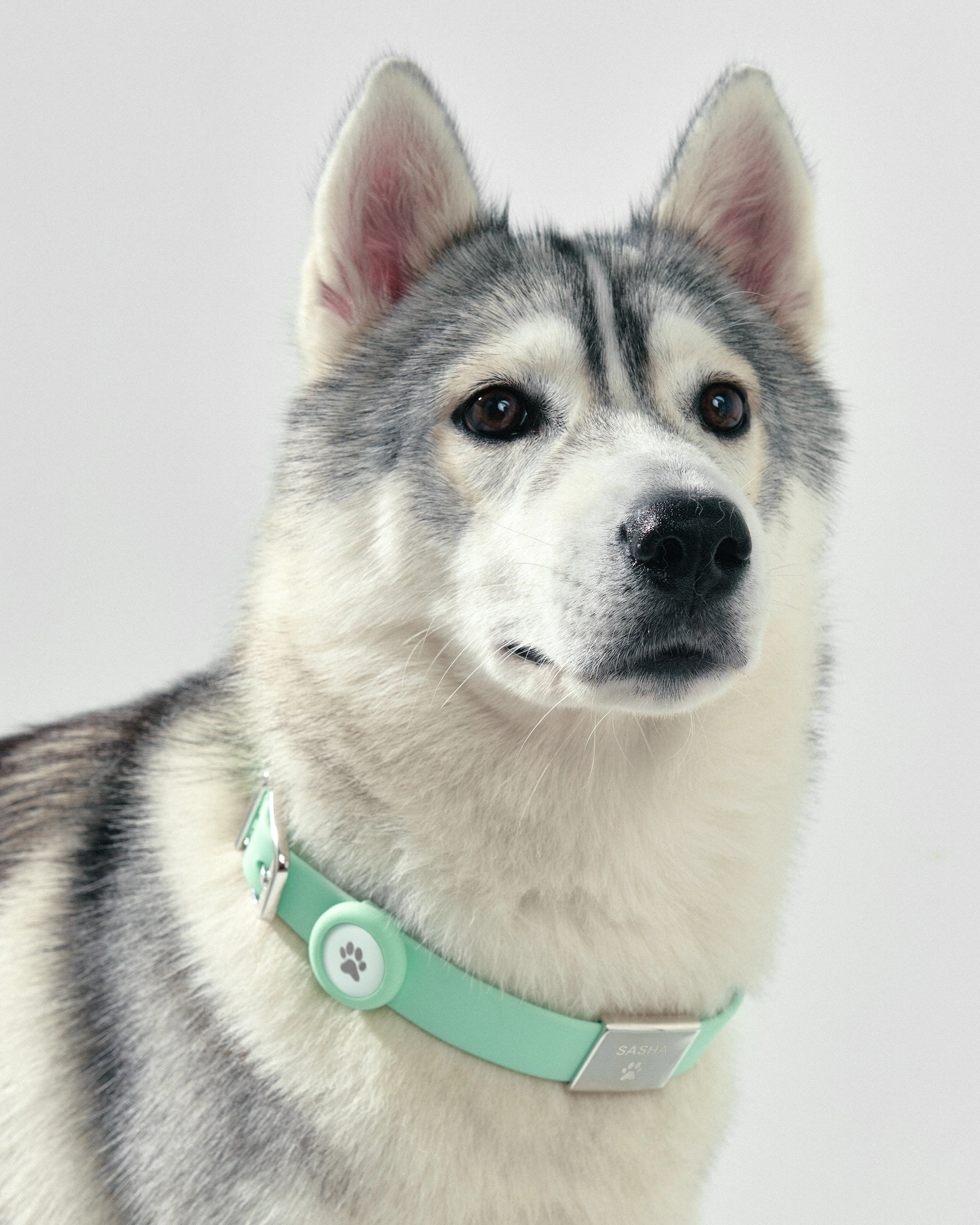 Pet Collar - Large - Image 10