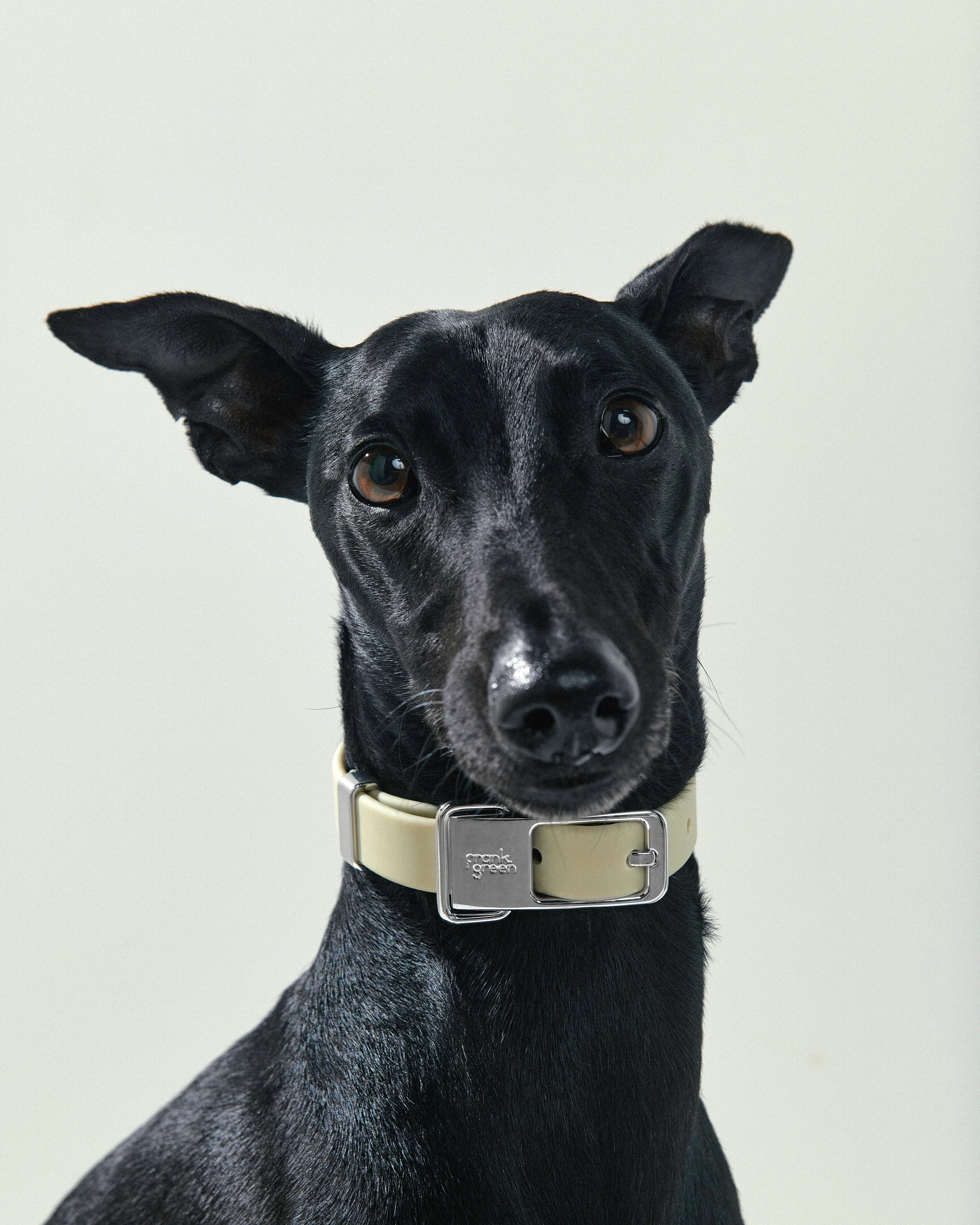 Pet Collar - Large - Image 11