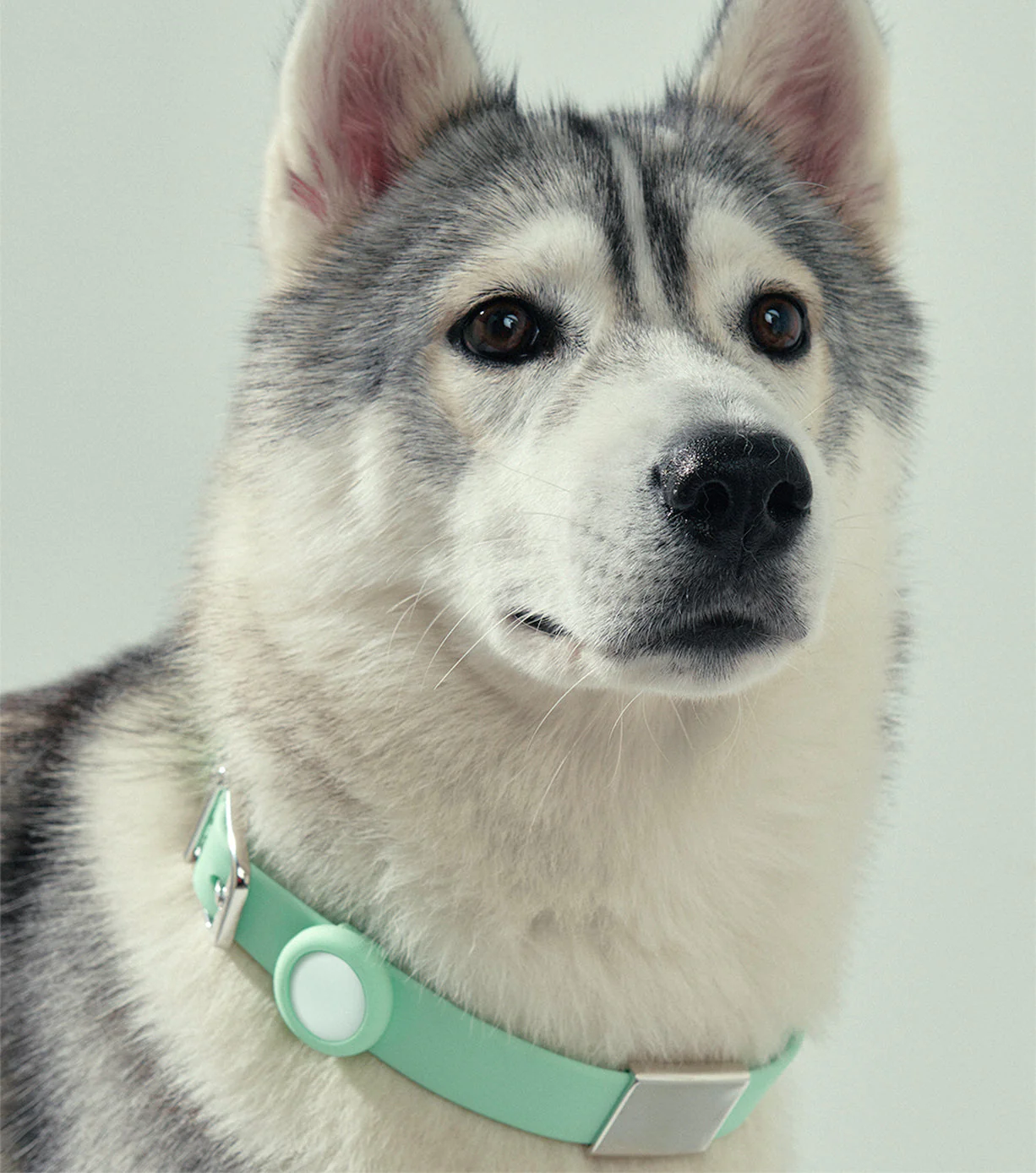Pet Collar - Large - Image 20