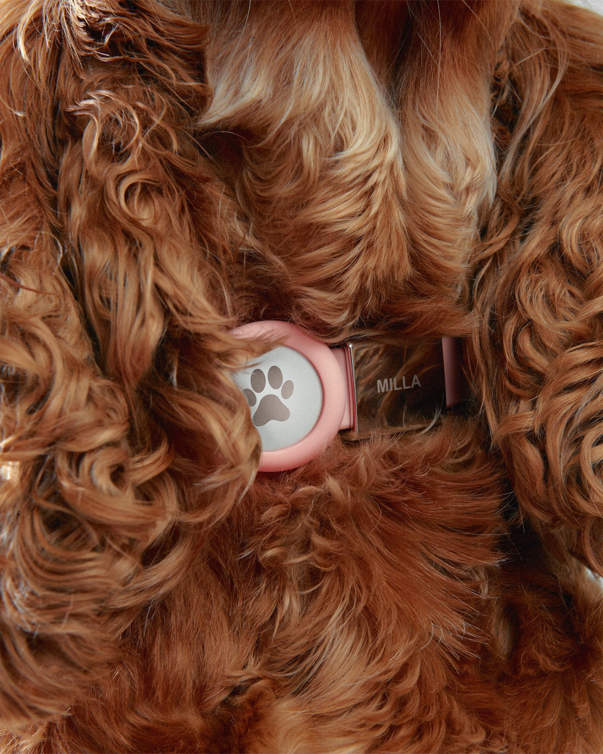 Pet Collar - Medium - Image 11