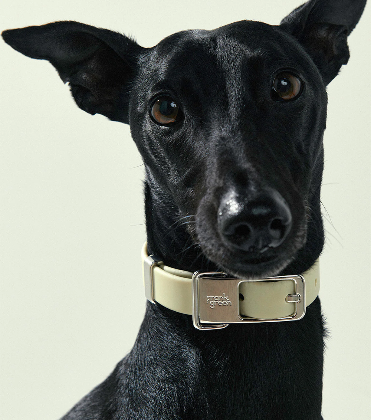 Pet Collar - Medium - Image 28