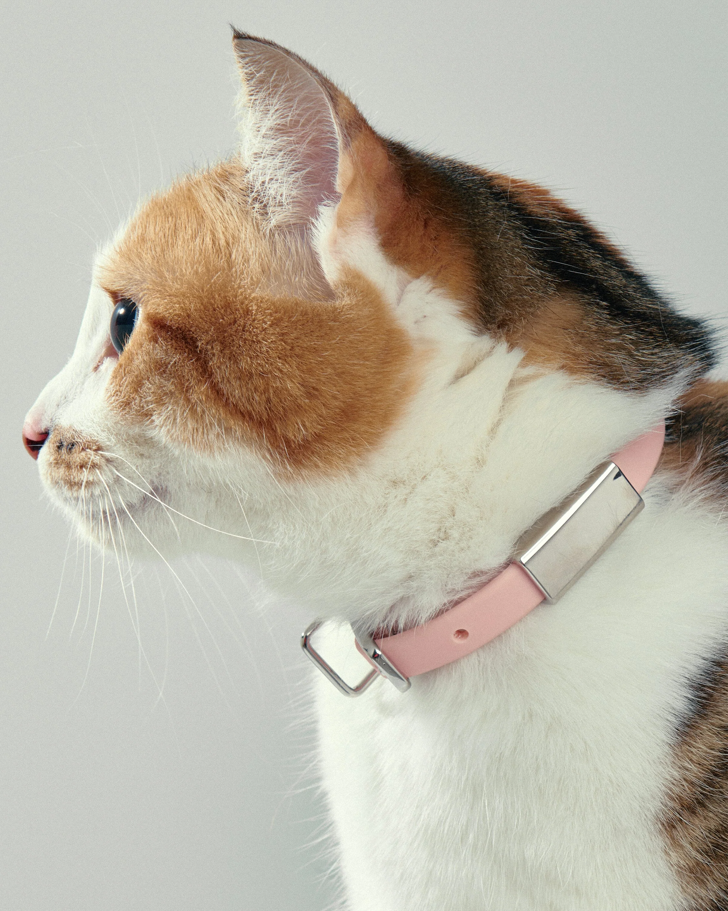 Pet Collar + Name Tag - Small - Image 3