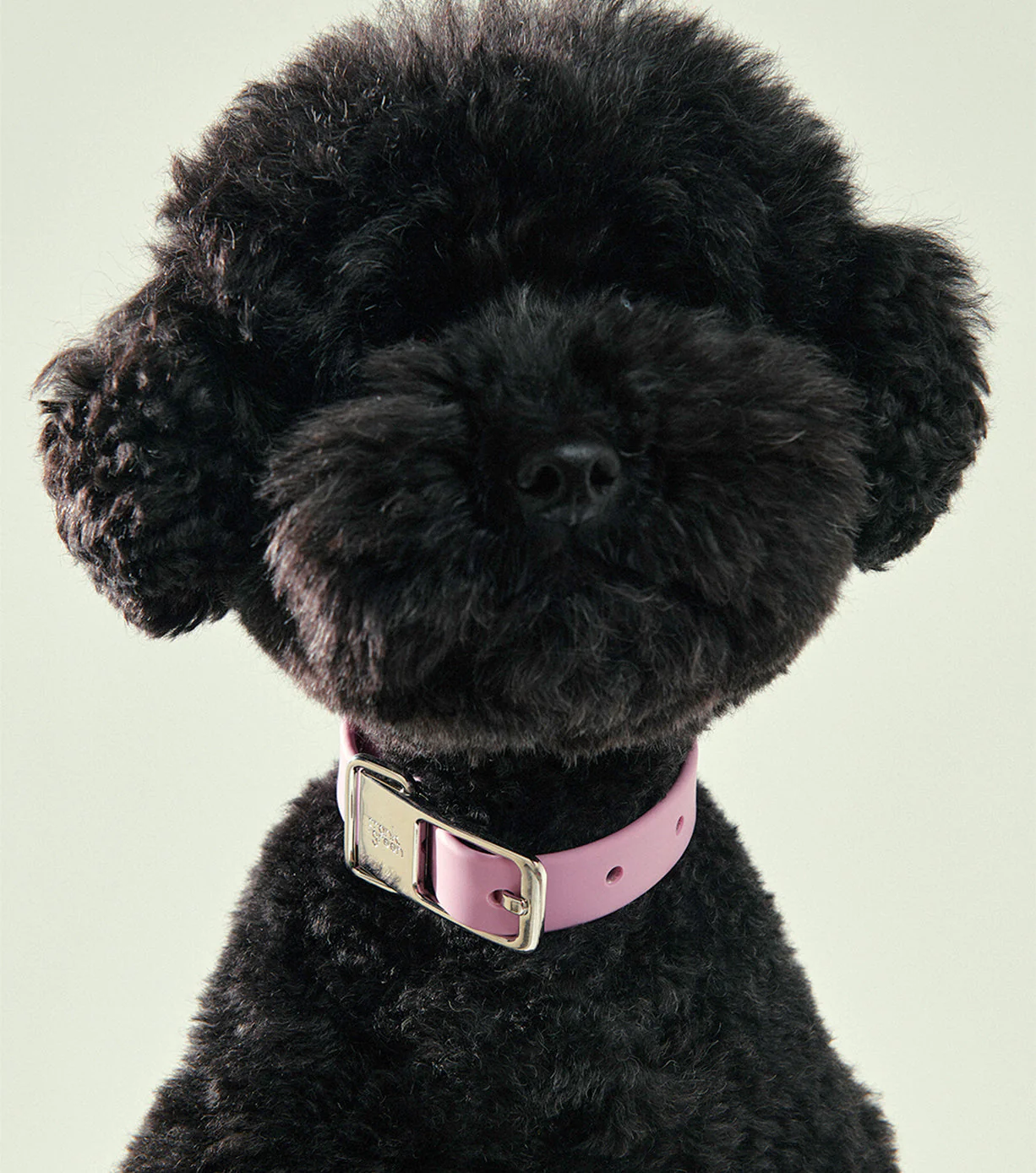 Pet Collar - Small - Image 36