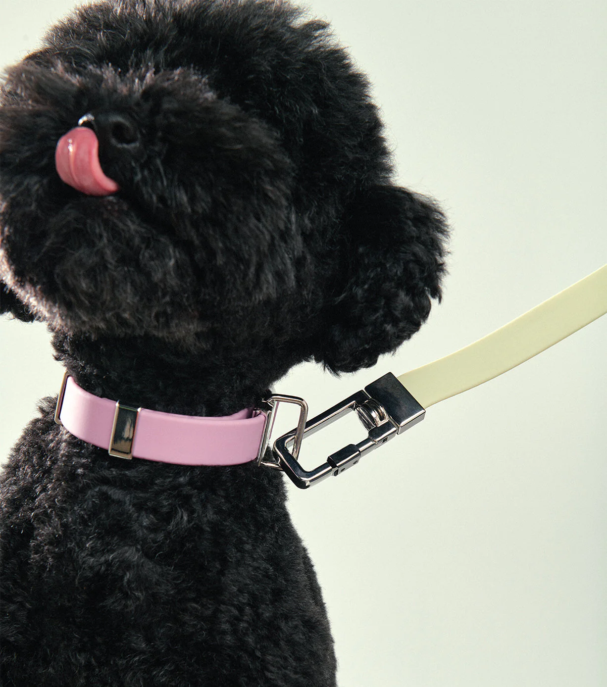 Pet Lead - Image 15