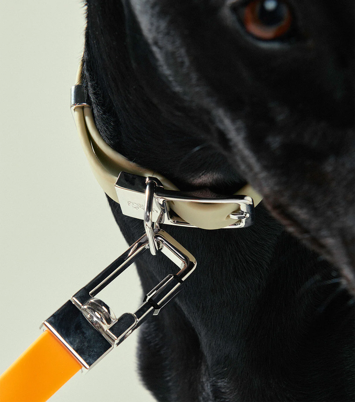 Pet Lead - Image 18
