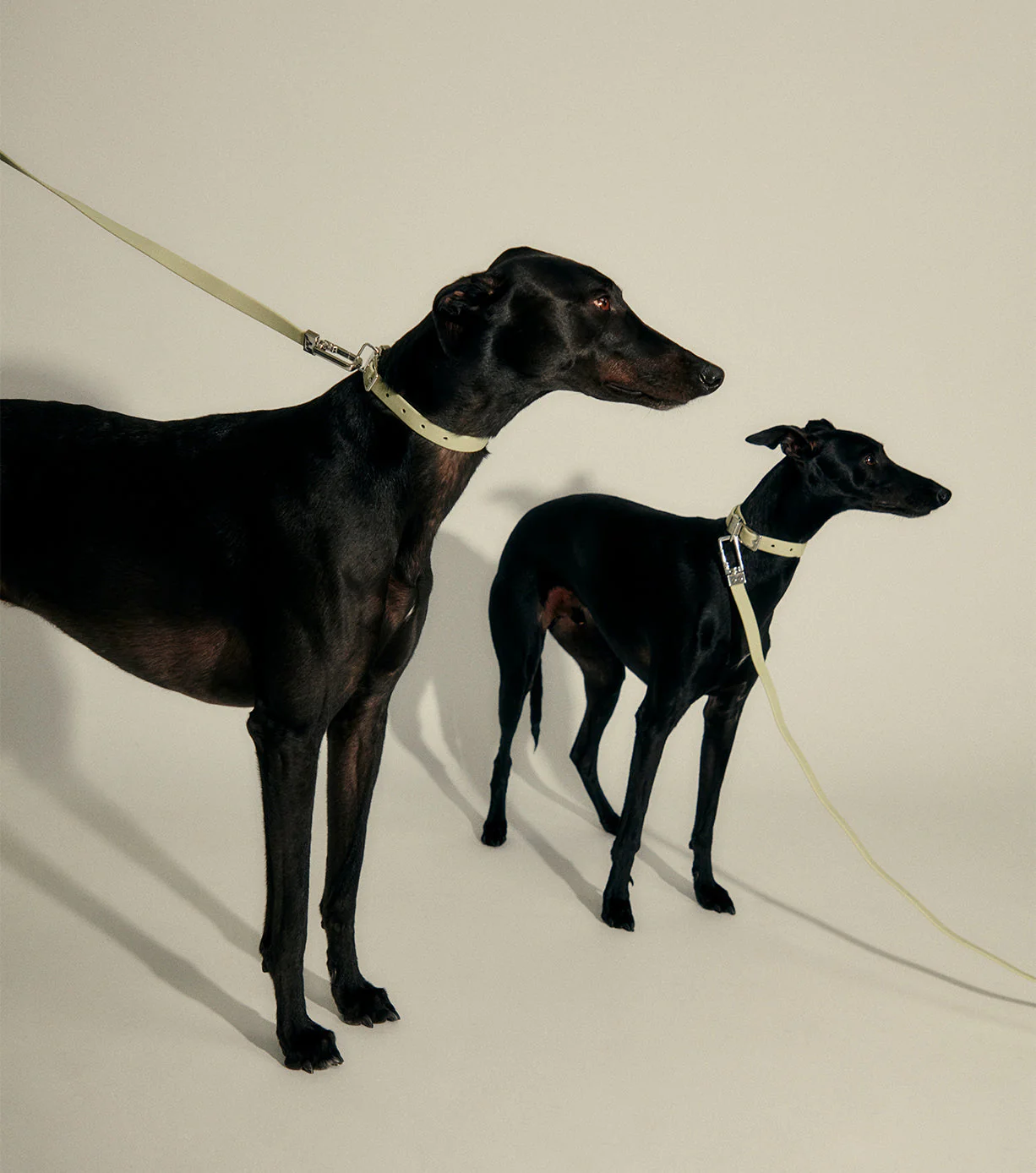 Pet Lead - Image 19