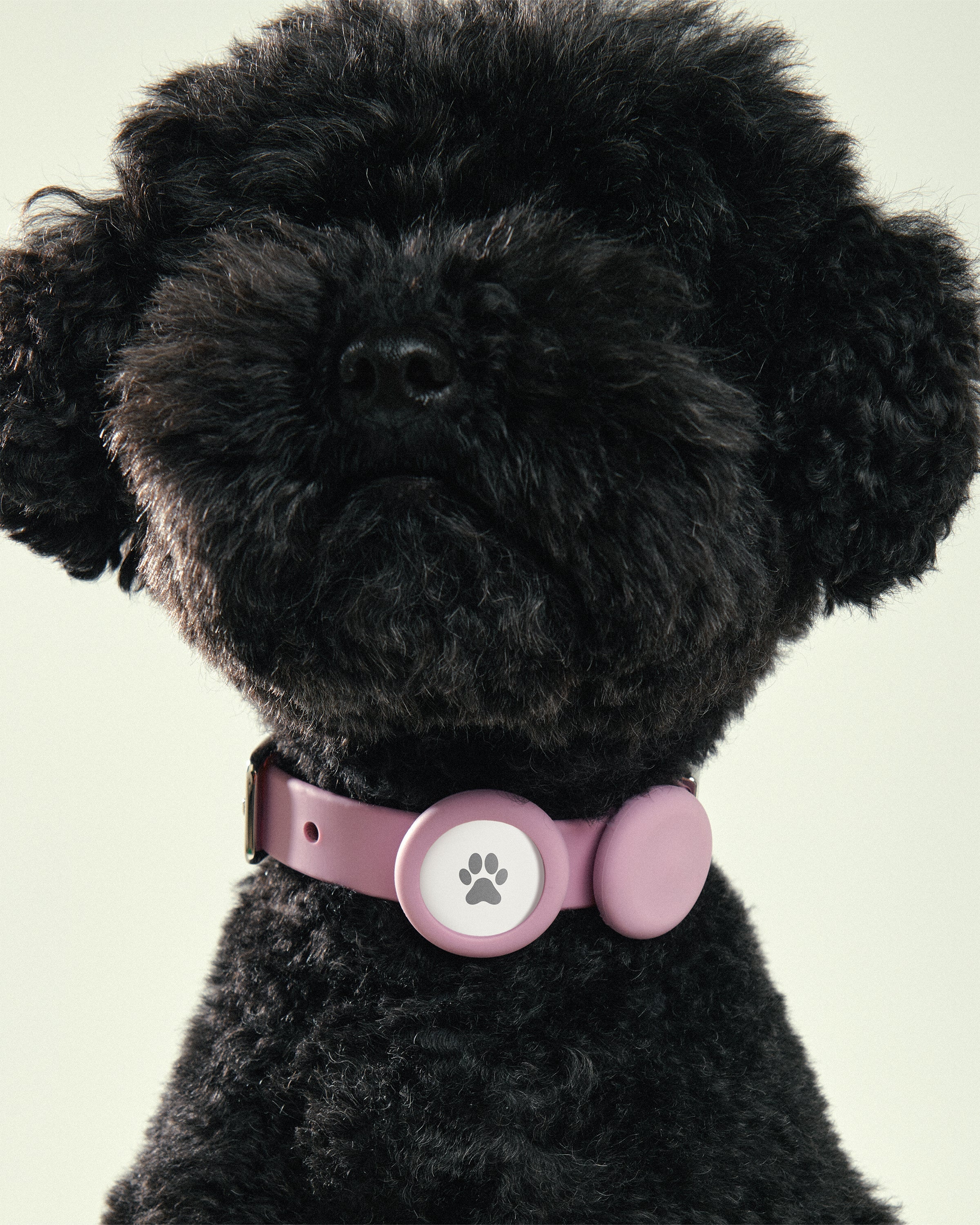 Pet Name Tag - Medium - Image 4
