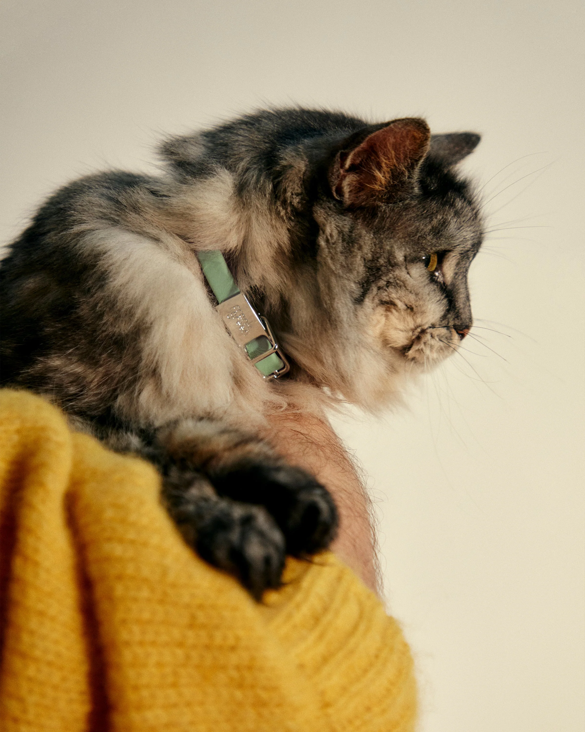Pet Name Tag - Small - Image 3