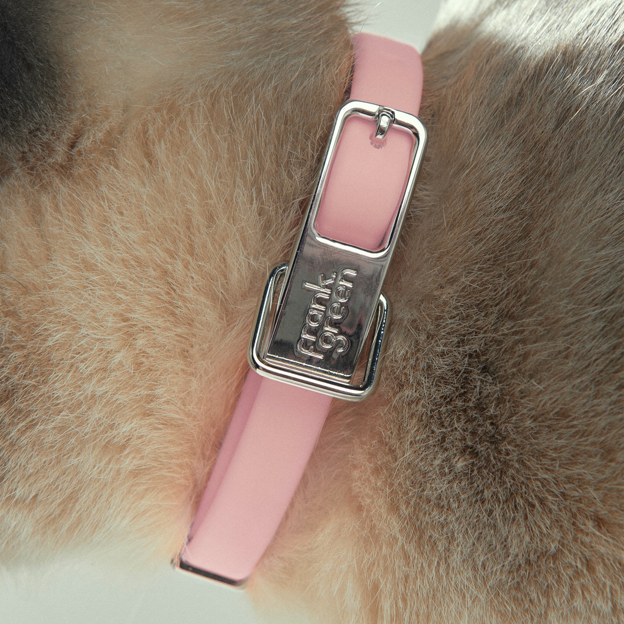 Pet Name Tag - Small - Image 4