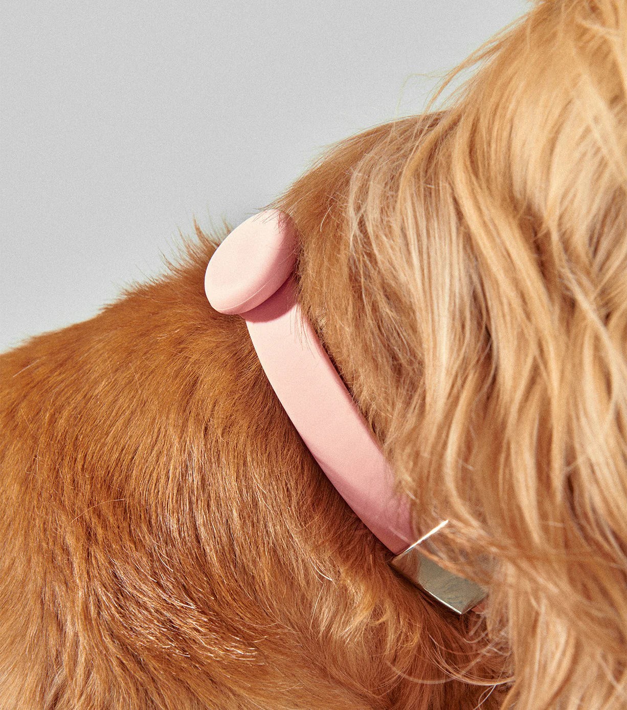 Pet Safety Light - Universal - Image 25
