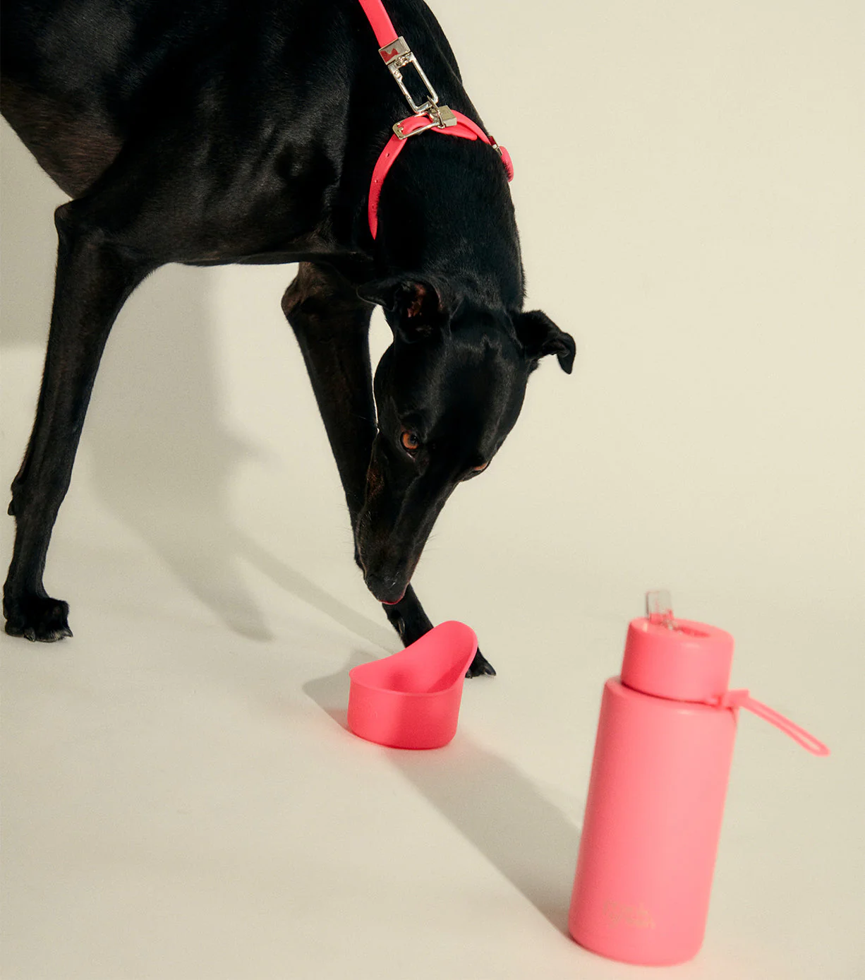 Silicone Pet Bowl - Image 18