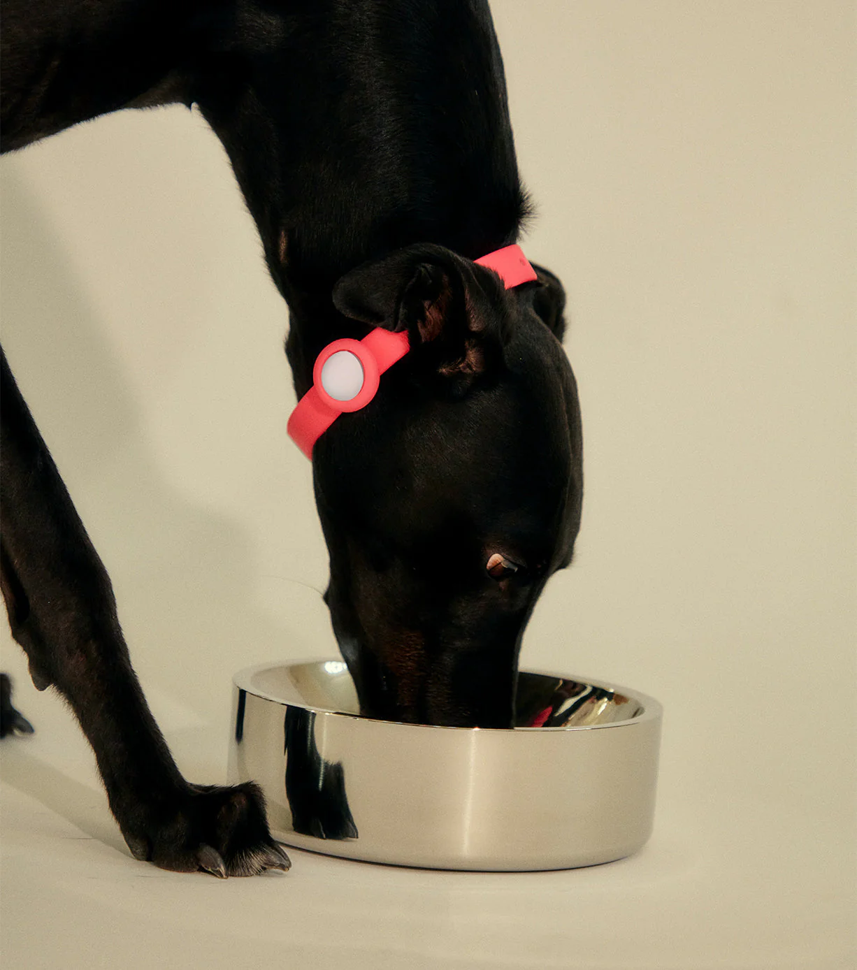Stainless Steel Pet Bowl - Dog - Medium - Image 13