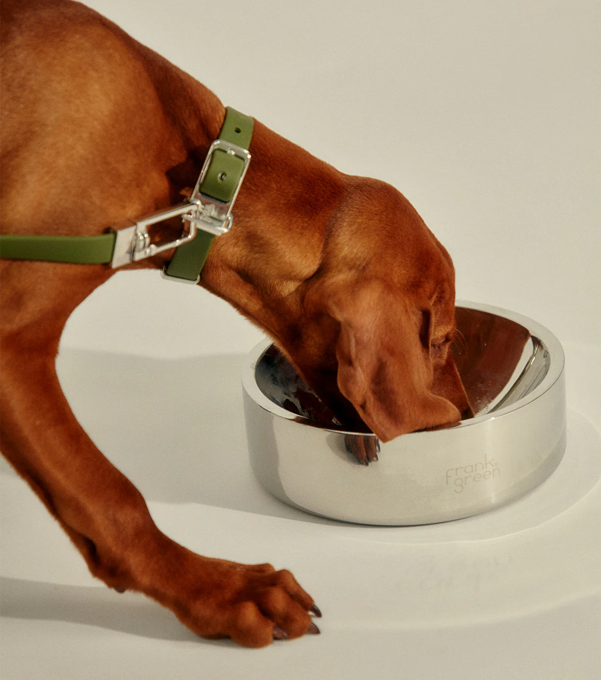 Stainless Steel Pet Bowl - Dog - Medium - Image 14