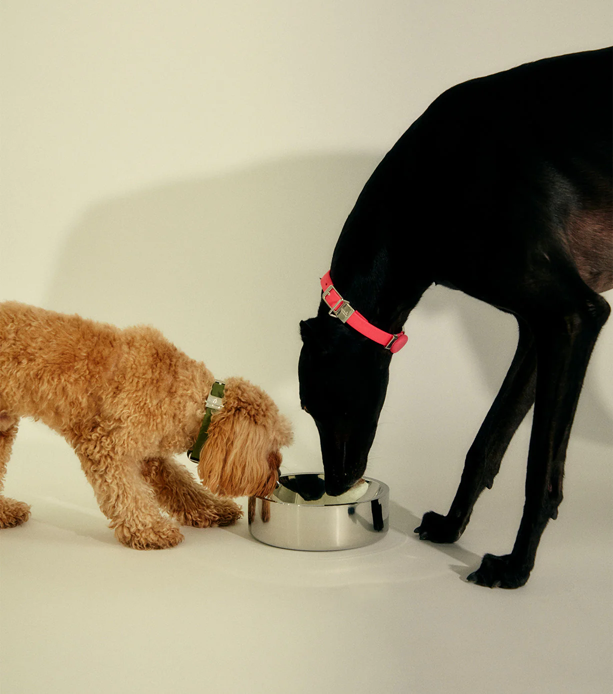 Stainless Steel Pet Bowl - Dog - Medium - Image 15