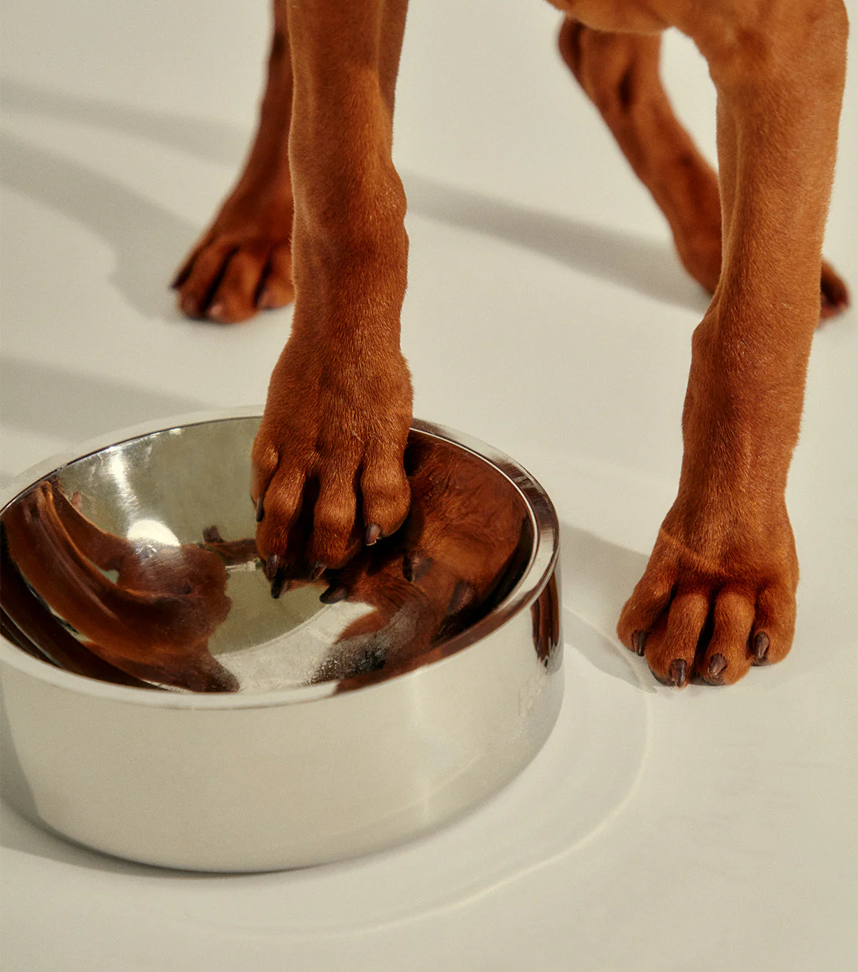 Stainless Steel Pet Bowl - Dog - Medium - Image 16