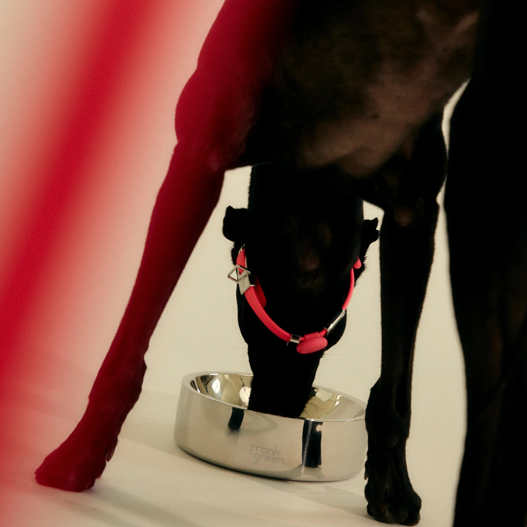 Stainless Steel Pet Bowl - Dog - Extra Large - Image 7