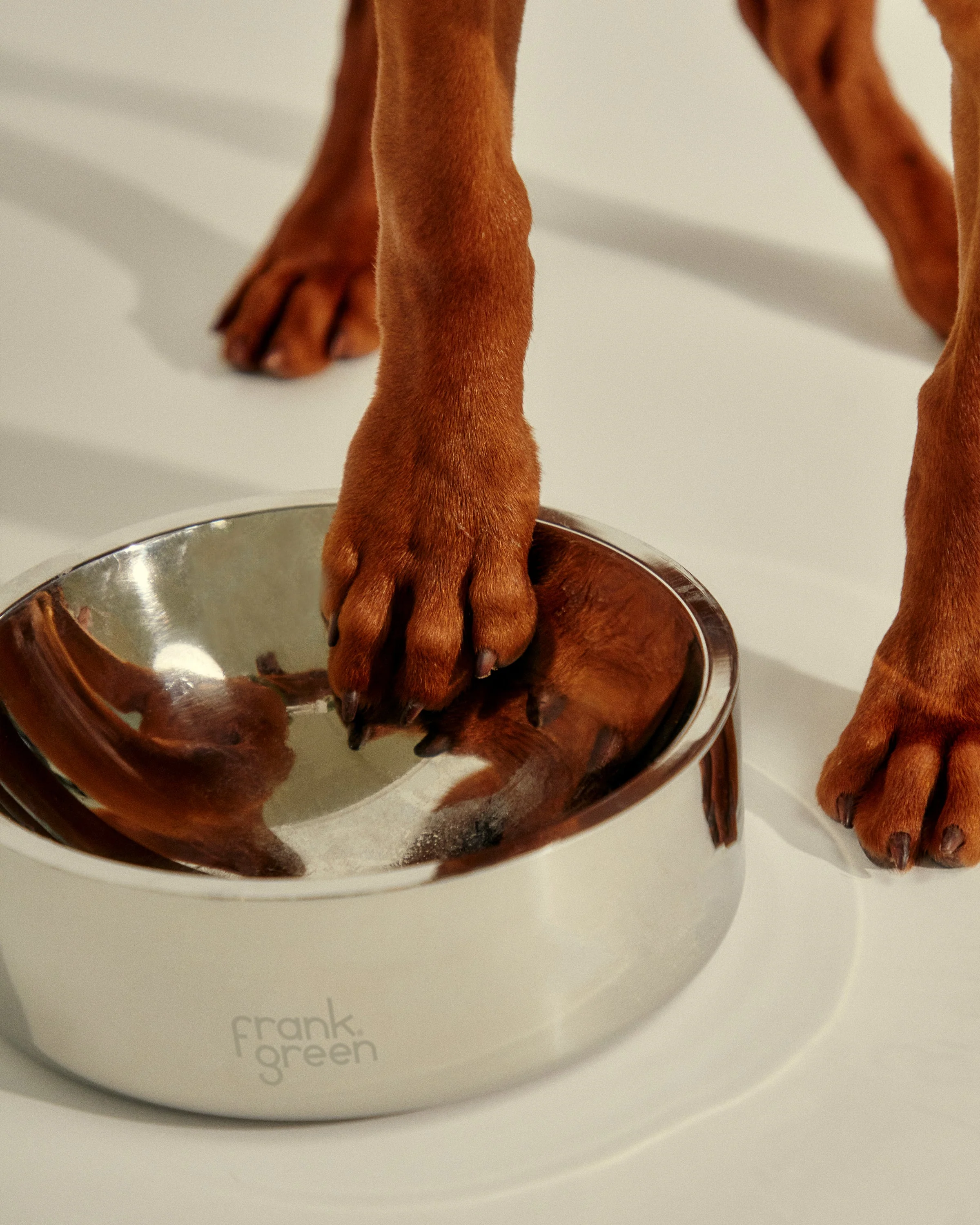 Stainless Steel Pet Bowl - Dog - Extra Large - Image 9